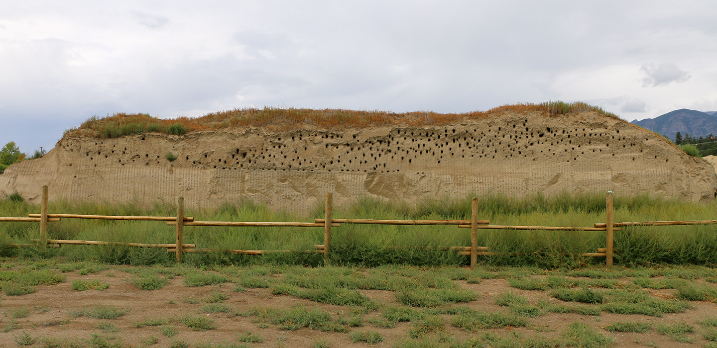 DESK-Athalmer_BANS_colony_after-breeding-season-Aug-2024.R.Darvill.jpg
