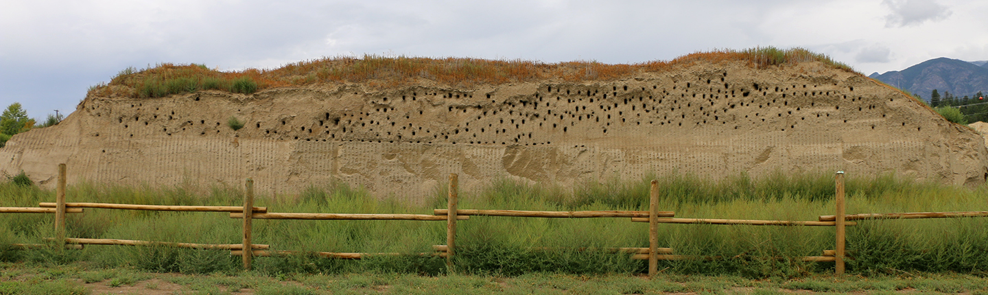 POST-Athalmer_BANS_colony_after-breeding-season-Aug-2024.R.Darvill.jpg